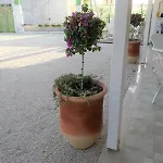 Gli Oleandri Altamura