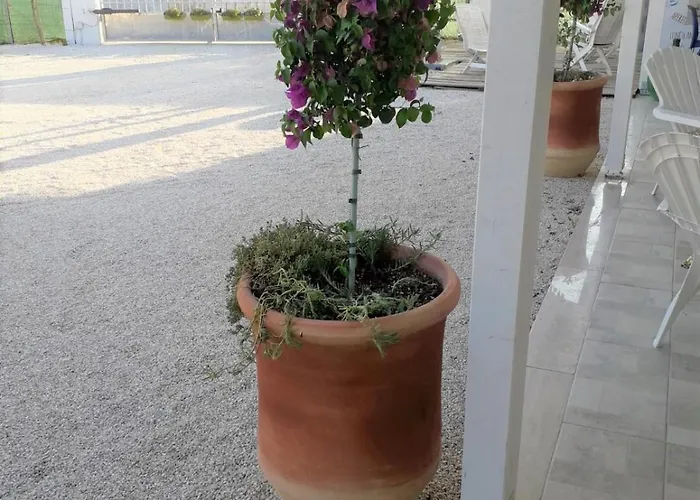Gli Oleandri אלטאמורה